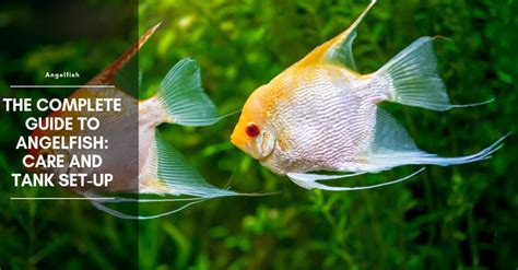 Angelfish Complete Guide Care Types And Tank Set Up Angel Fish