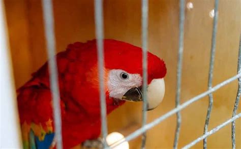 El Heraldo De Xalapa ﻿ Reincorporan Guacamayas Rojas A Su Hábitat Natural