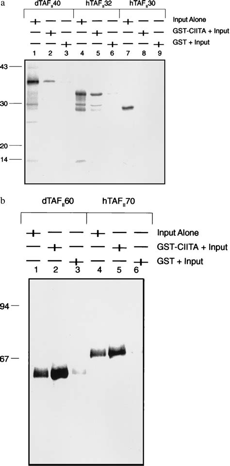 Transactivation By Ciita The Type Ii Bare Lymphocyte Syndrome