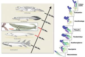 Fossilien als Übergangsformen Darwinator