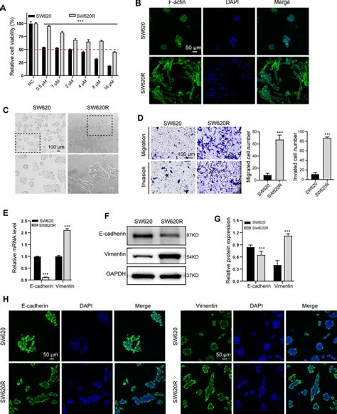 Acquisition Of Oxaliplatin Resistance Induced Emt In Crc Cells A The