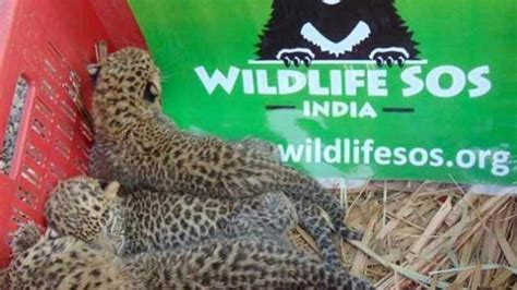 Maharashtra Three Leopard Cubs Of 20 Days Found Their Lost Mother