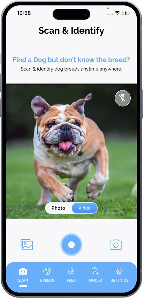 New screening tools will help identify what is a knot on a dog 13