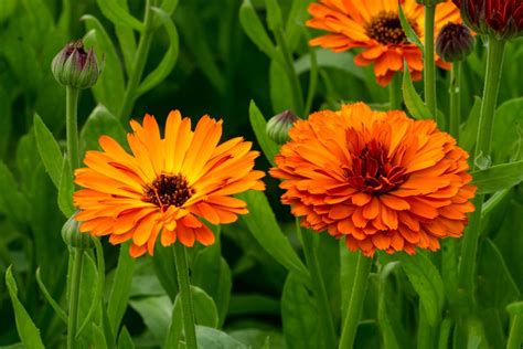 How To Grow And Use Calendula Flowers Mygardenlife