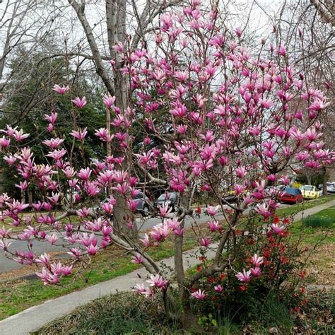 7 Best Patio Trees For Shade Shade Trees Patio Trees Eastern Redbud