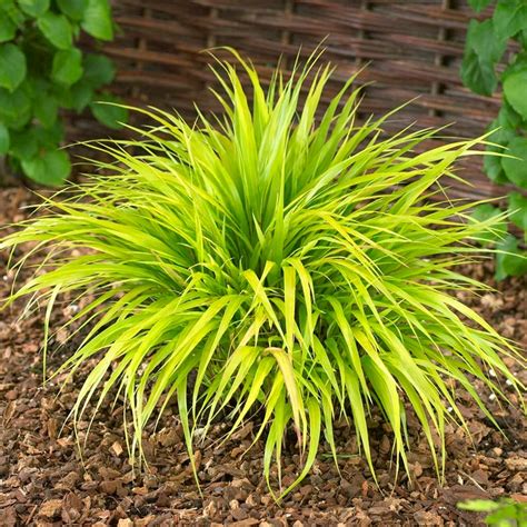 All Gold Japanese Forest Grass Hakonechloa American Meadows