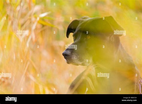 Black Lab Hunting High Resolution Stock Photography and Images - Alamy