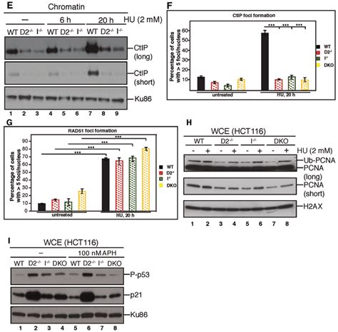 Fanci Promotes Replication Stress Induced Cellular Apoptosis In The