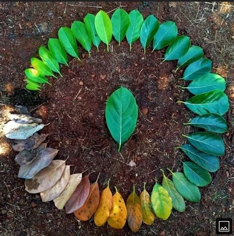 life cycle of a leaf : r/composting