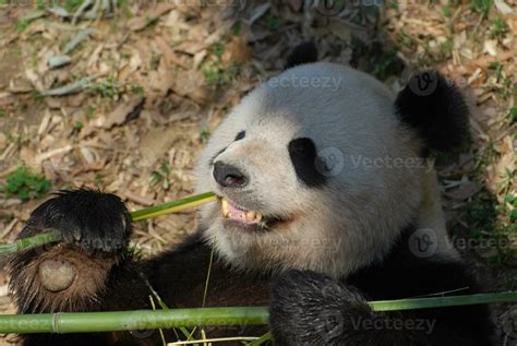 Panda Bear Showing His Teeth As He Munches on Bamboo 27376285 Stock ...