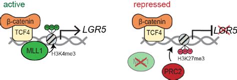 Catenin Tcf Binding To The Lgr Promoter In Control And Shmll