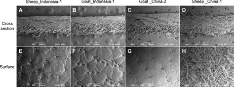 Sem Images Of Ad Cross Sections And Eh Surfaces Of Leather