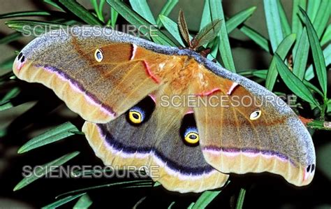 Photograph | Polyphemus Moth | Science Source Images