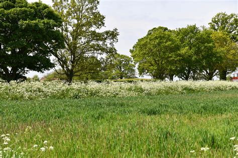 Bintree Cereal Crop Michael Garlick Cc By Sa Geograph Britain