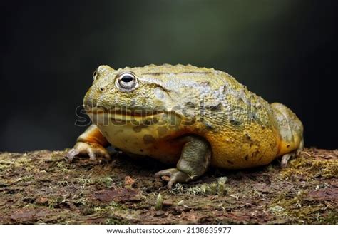 Goliath Frog