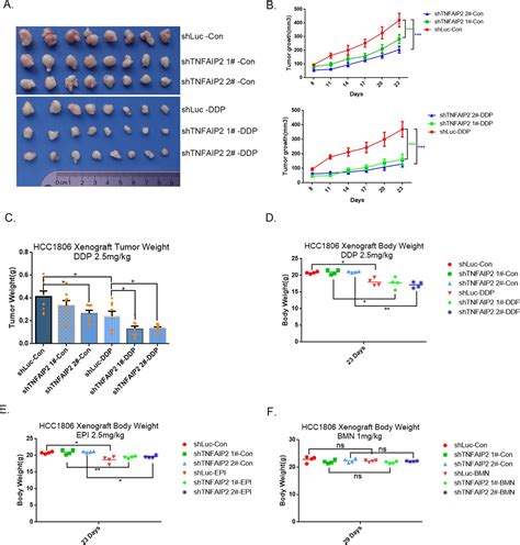 Figures and data in Integrin β4 promotes DNA damage related drug