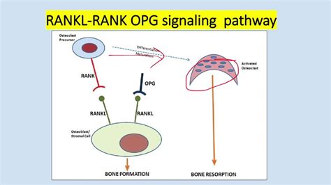 Orthopaedic Basic Science Bone Cells Rankl Rank Opg Pathway By Dr