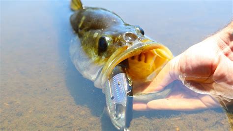 Big Bass Vs Big Swimbaits Jiggin With Jordan Bass Manager