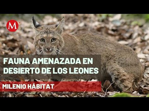 Jaurías de perros en Desierto de los Leones presentan una amenaza