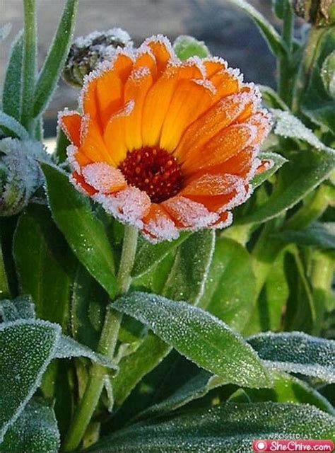 Frost Bitten Snow Flower Flowers Garden