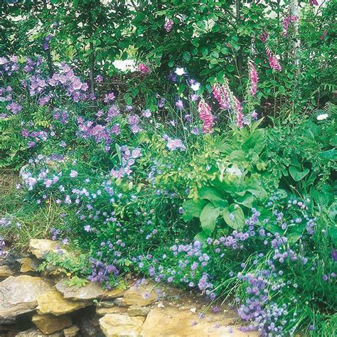 Wildflower Woodland Mixture £3 60 From Mr Fothergills Seeds Woodland Flowers Woodland Garden