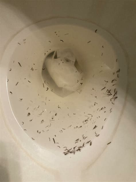 Black Worms In Toilet Are Drain Fly Larvae All About Worms