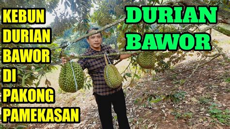 KEBUN DURIAN BAWOR DI PAKONG PAMEKASAN YouTube