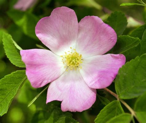 Rosa canina in Erboristeria Proprietà della Rosa canina