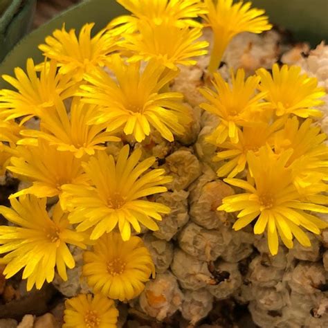 Conophytum Ectypum RR1140 1417 61 Mesa Garden