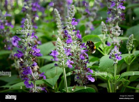 Bumblebee Collecting Nectar From Salvia Flower Salvia Officinalis