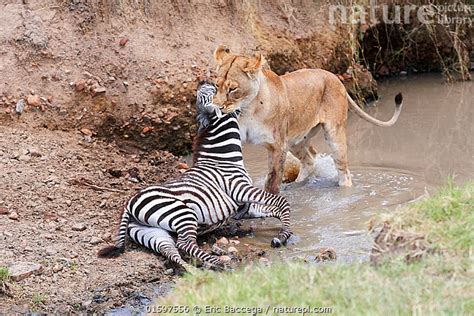 Lion Chasing Zebra