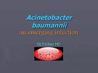 PPT - Acinetobacter Baumannii PowerPoint Presentation, free download ...