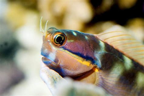 Best Saltwater Aquarium Cleaner Fish: Can They Really Clean Your Aquarium? – Fishkeeping Forever