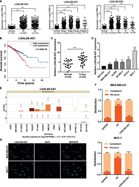 Frontiers Lncrna Lgals8 As1 Promotes Breast Cancer Metastasis Through