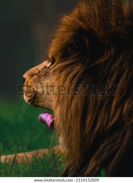 African Exotic Animals Free Zoological Park Stock Photo 2154152009 ...