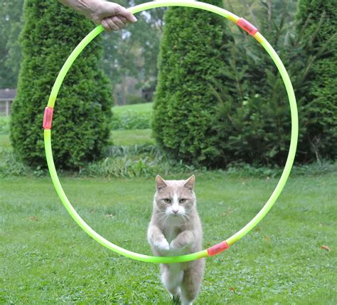 Train Your Cat To Jump Through A Hoop Trained Cat