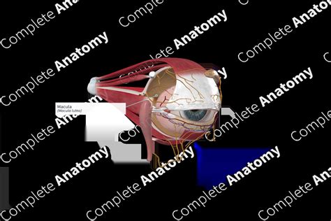 macula complete anatomy
