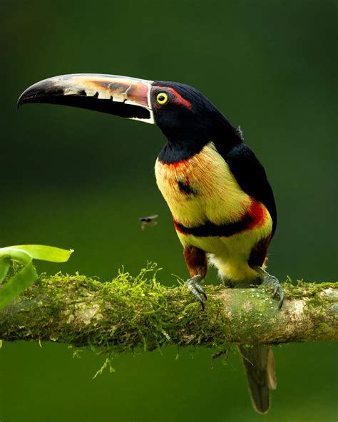 Toucan Bird Photos, Download The BEST Free Toucan Bird Stock Photos ...