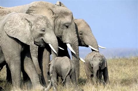 African Elephant Herd Amboseli National Park Kenya Africa