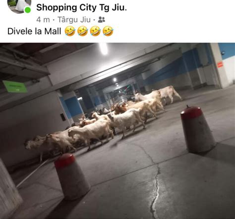 O Turm De Capre N Parcarea Subteran A Mall Ului Din Tg Jiu Stiri Gorj