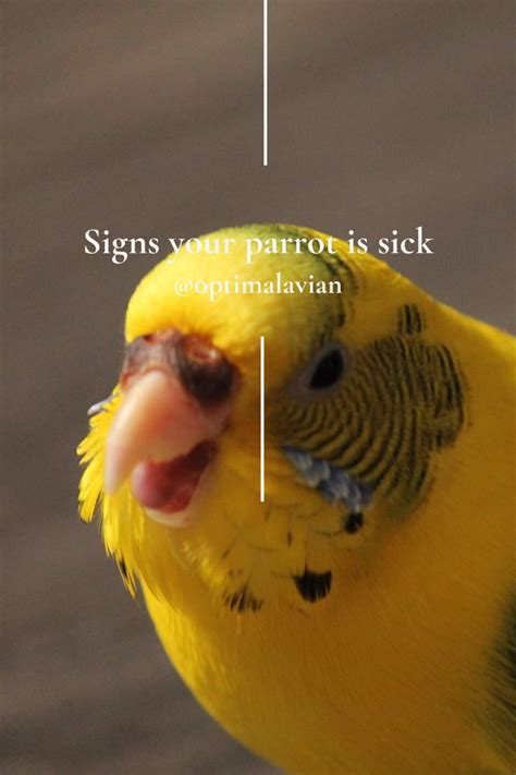 A Close Up Of A Yellow Bird With Its Tongue Out And The Words Signs