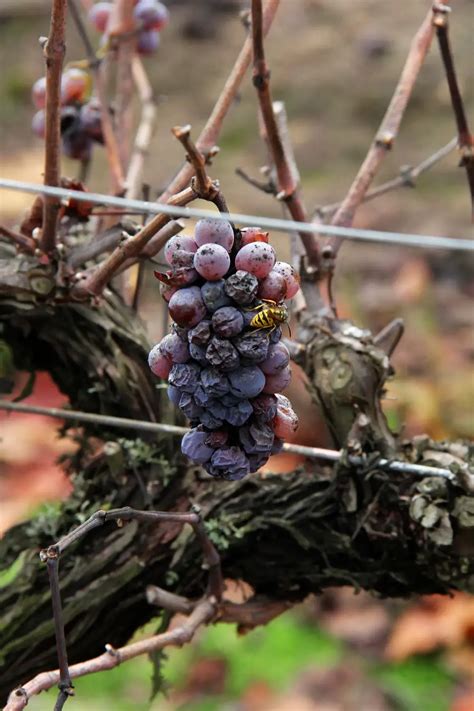 Chile: Climate Change Affects Casablanca Vineyards | Pulitzer Center