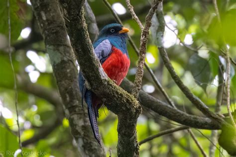 Lattice tailed Trogon PN Braulio Carrillo Quebrada Gonzál Flickr