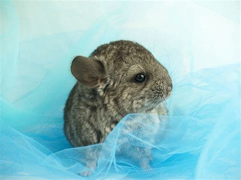 30 Baby Chinchilla Pictures That Will Simply Destroy You With Cuteness