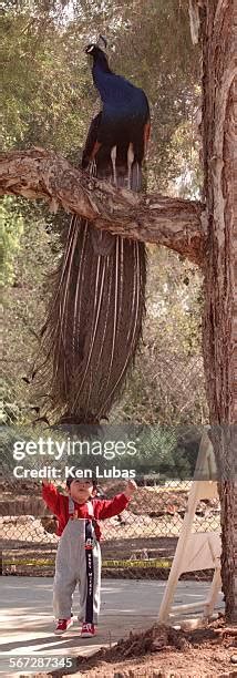 265 Los Angeles County Arboretum Stock Photos, High-Res Pictures, and Images - Getty Images