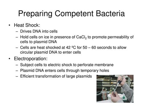 Ppt Genetic Transformation Powerpoint Presentation Free Download