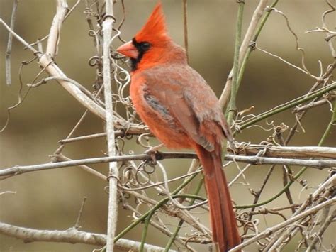 Do All Cardinals Mate For Life Chieko Yarbrough