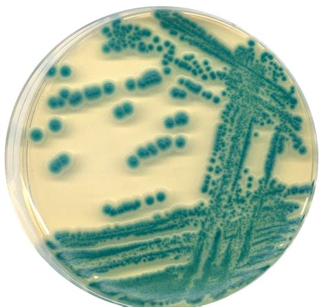 Bacterium Bacillus Cereus Genomilks