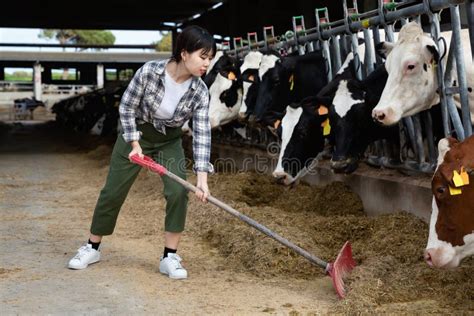 Young Chinese Woman Working On Dairy Farm Feeding Cows With Hay In