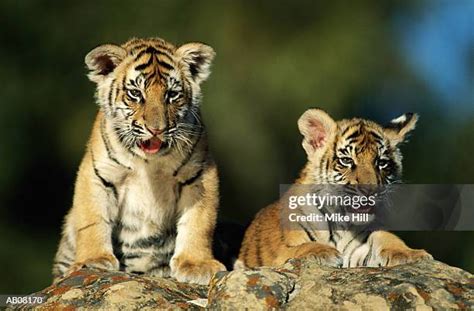 Wild Tiger Cubs Photos and Premium High Res Pictures - Getty Images